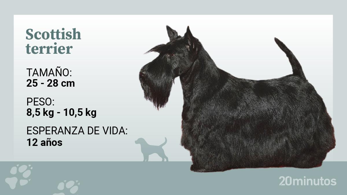 scottish terrier