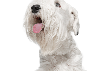 sealyham terrier