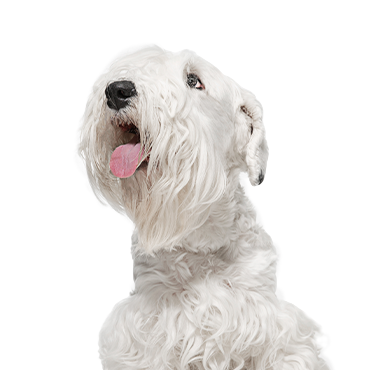 sealyham terrier