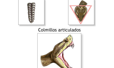 serpientes venenosas