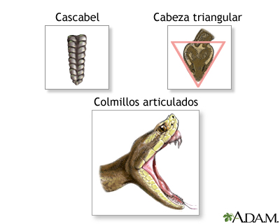 serpientes venenosas