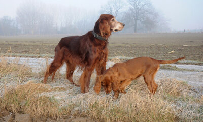 setter irlandes