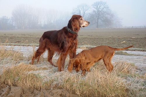 setter irlandes