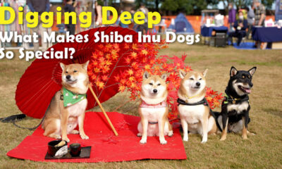 shiba inu