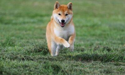 shiba inu