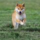 shiba inu