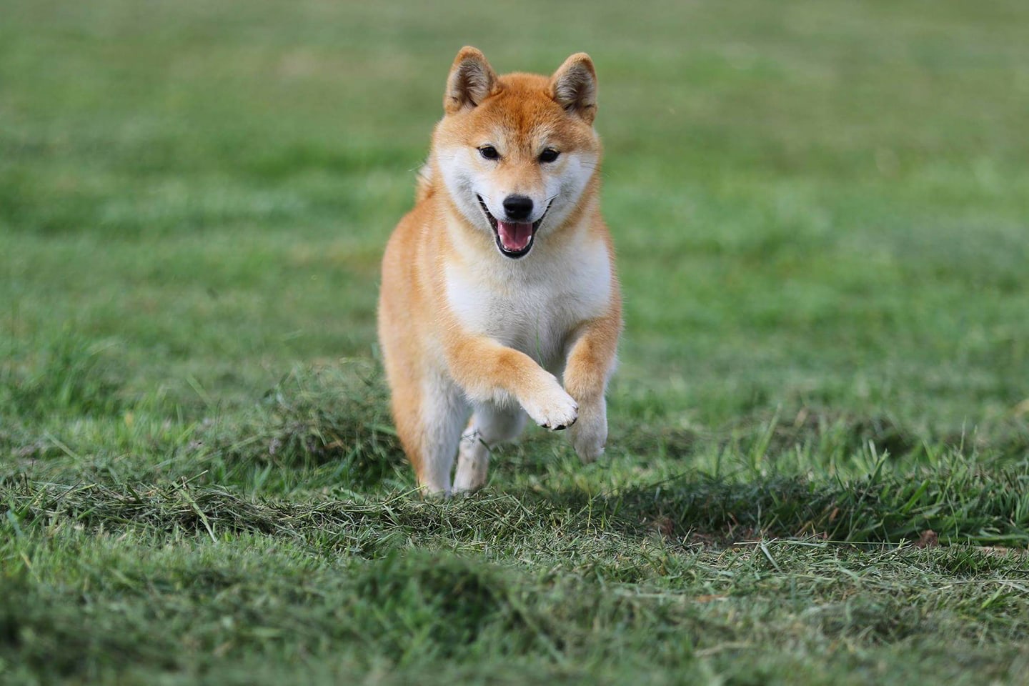 shiba inu