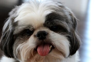 shih tzu