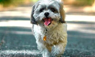 shih tzu