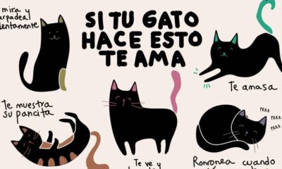 si gato