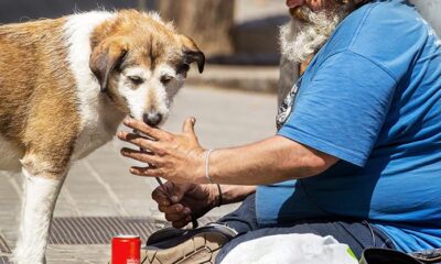 si perro