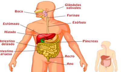 sistema digestivo