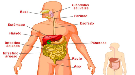 sistema digestivo