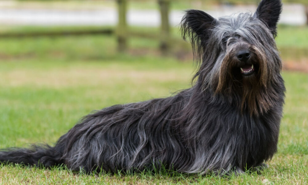 skye terrier