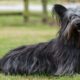 skye terrier