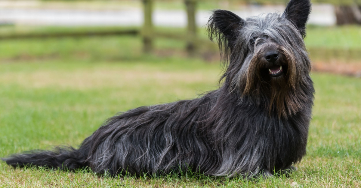 skye terrier