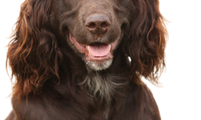 spaniel aleman