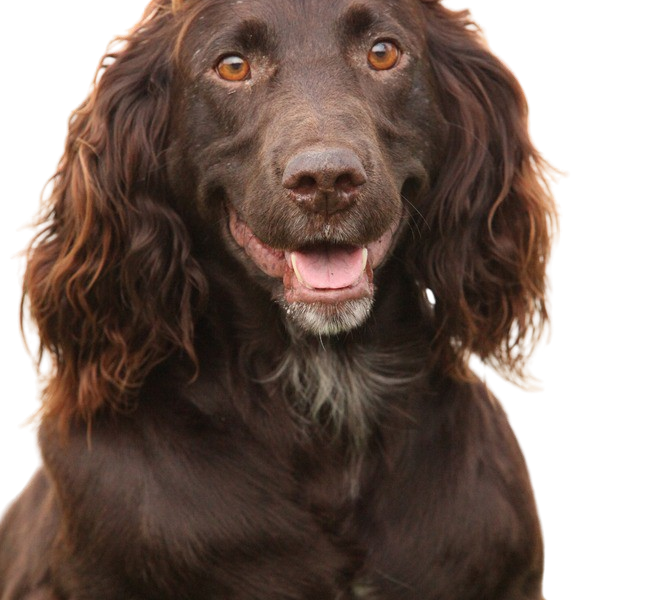 spaniel aleman