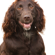 spaniel aleman