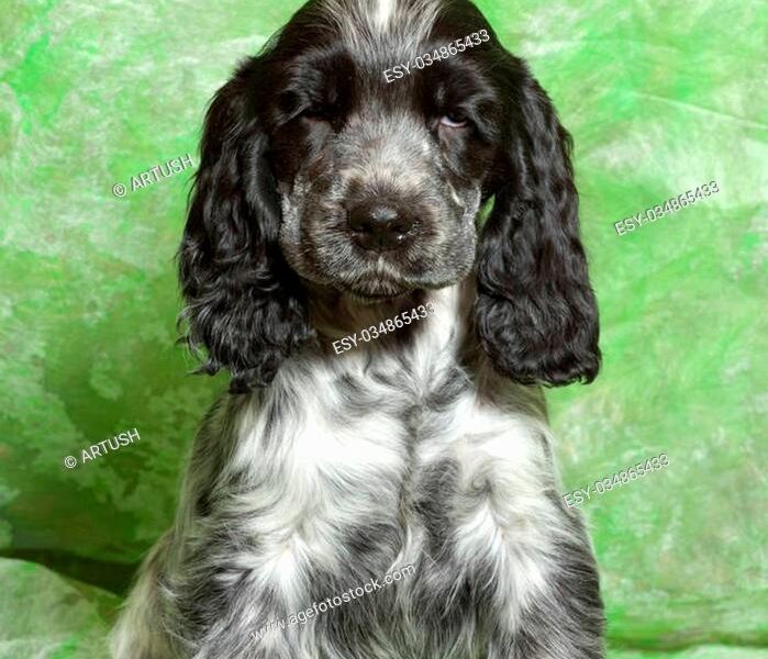 spaniel azul