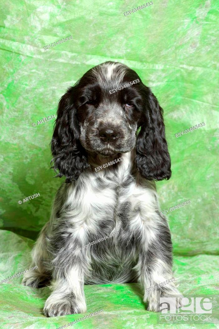 spaniel azul