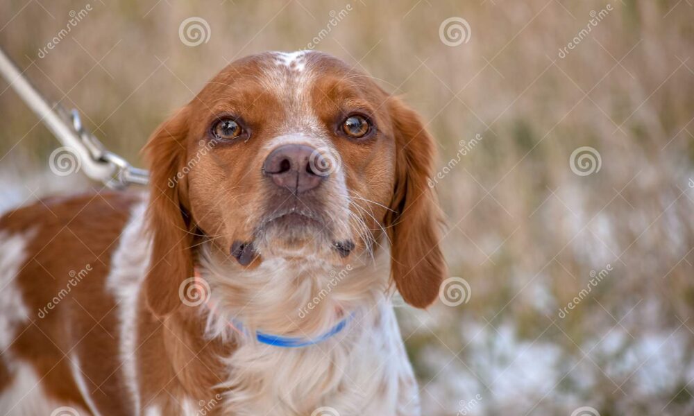 spaniel breton