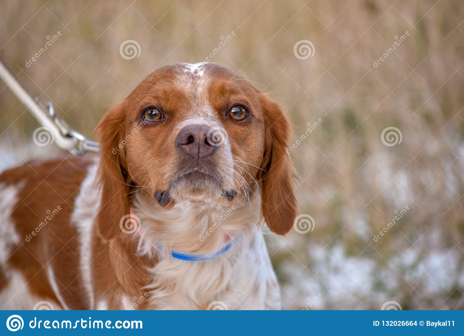 spaniel breton