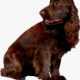 spaniel campo