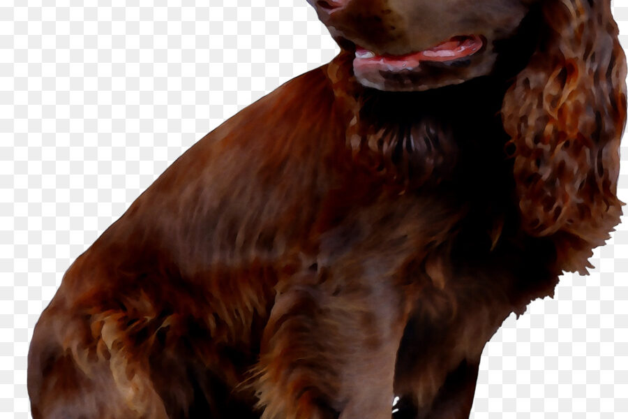 spaniel campo