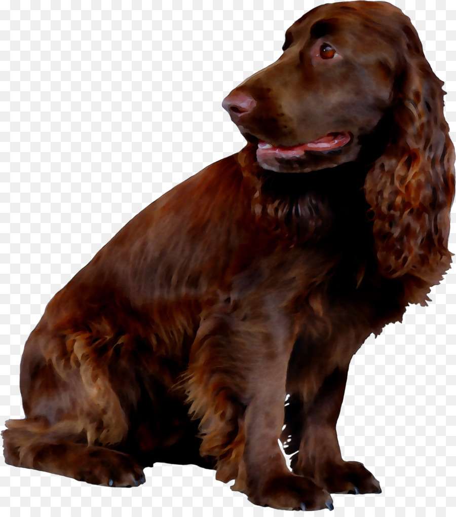 spaniel campo