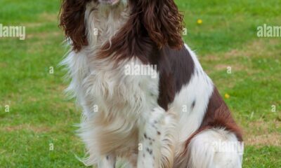 spaniel frances