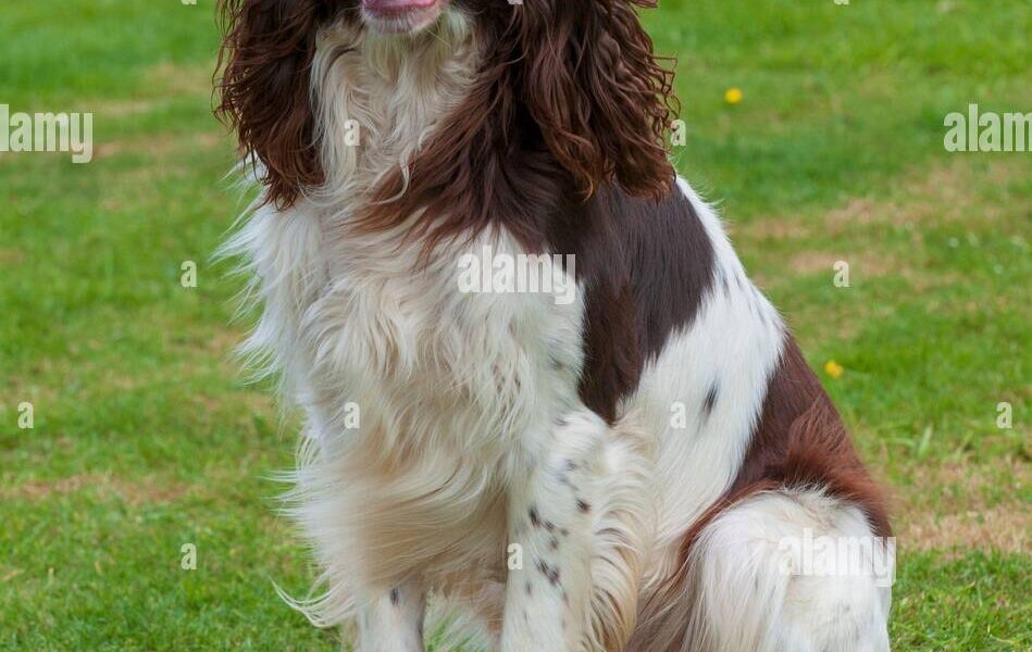 spaniel frances