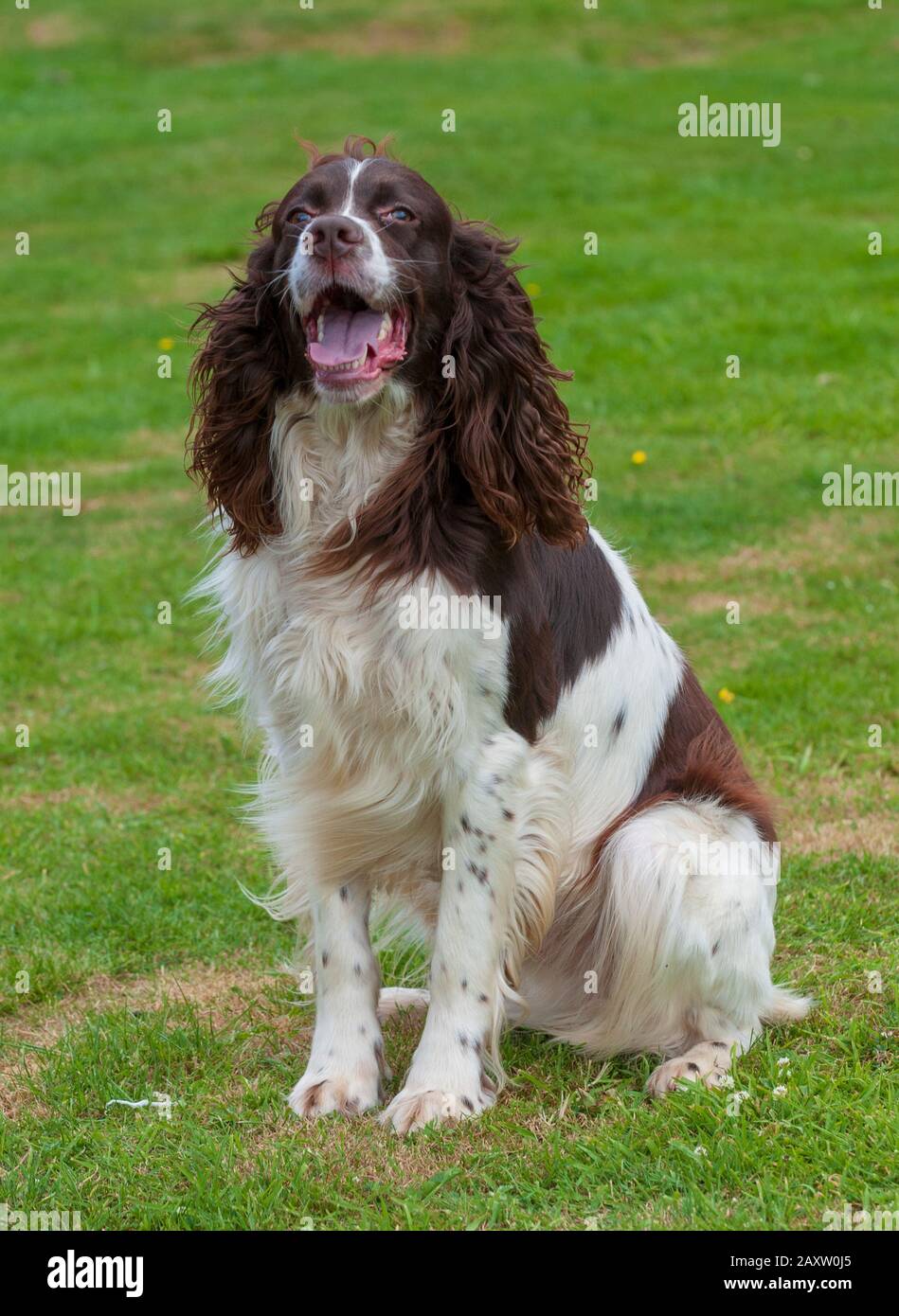 spaniel frances