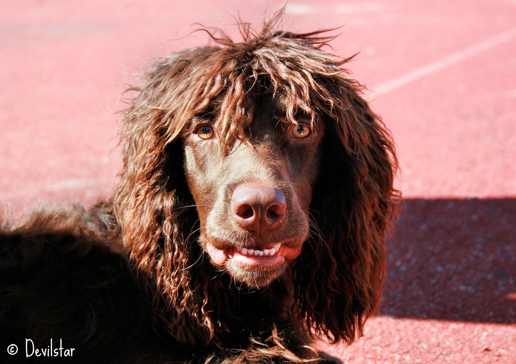 spaniel pont