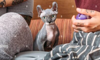 sphynx pelo