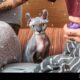 sphynx pelo