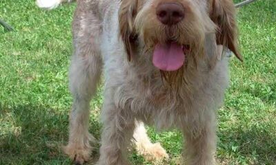 spinone italiano