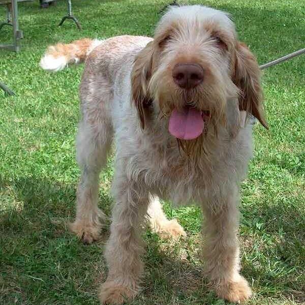 spinone italiano