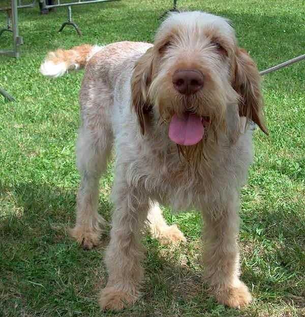 spinone italiano