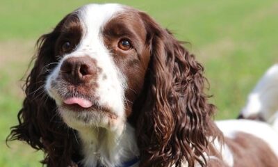 springer spaniel