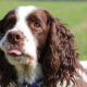 springer spaniel