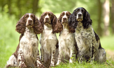 springer spaniel