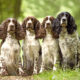 springer spaniel