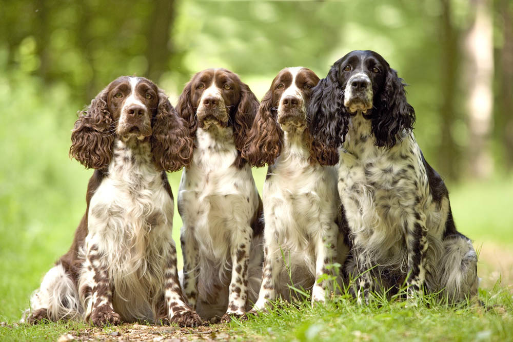 springer spaniel