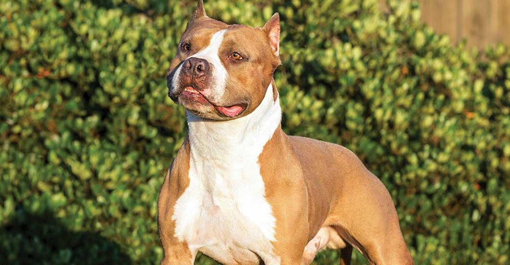 staffordshire bull