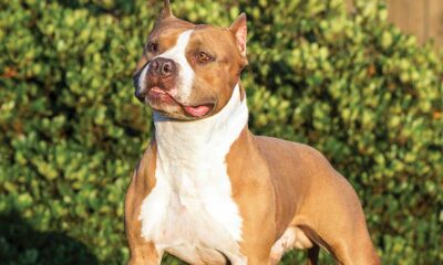 staffordshire bull