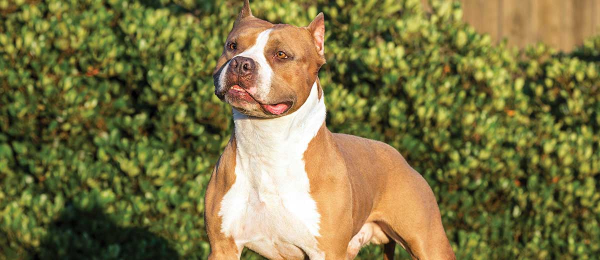 staffordshire bull