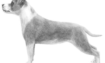 staffordshire terrier