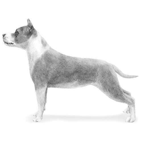 staffordshire terrier