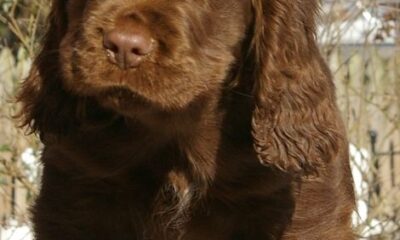 sussex spaniel